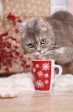 Holiday Cat with Mug Edible Cake Topper Image ABPID50468 Cheap