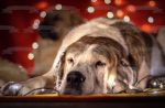 Sleepy Christmas Lights Dog Edible Cake Topper Image ABPID50469 For Sale