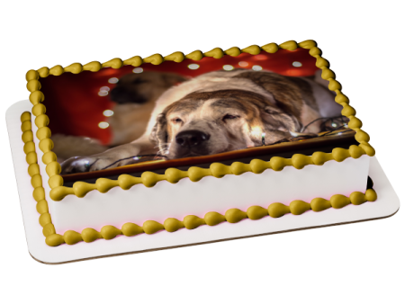 Sleepy Christmas Lights Dog Edible Cake Topper Image ABPID50469 For Sale