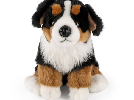 Bernese Mountain Dog Online Sale